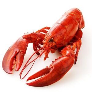 Lobster Cooked - Quarters </br>PRICE PER POUND