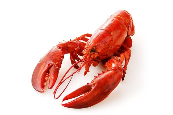 Lobster Cooked - Quarters </br>PRICE PER POUND