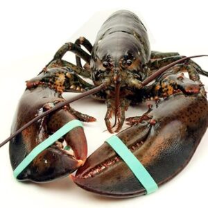 Lobster Live - Chix </br>PRICE PER POUND