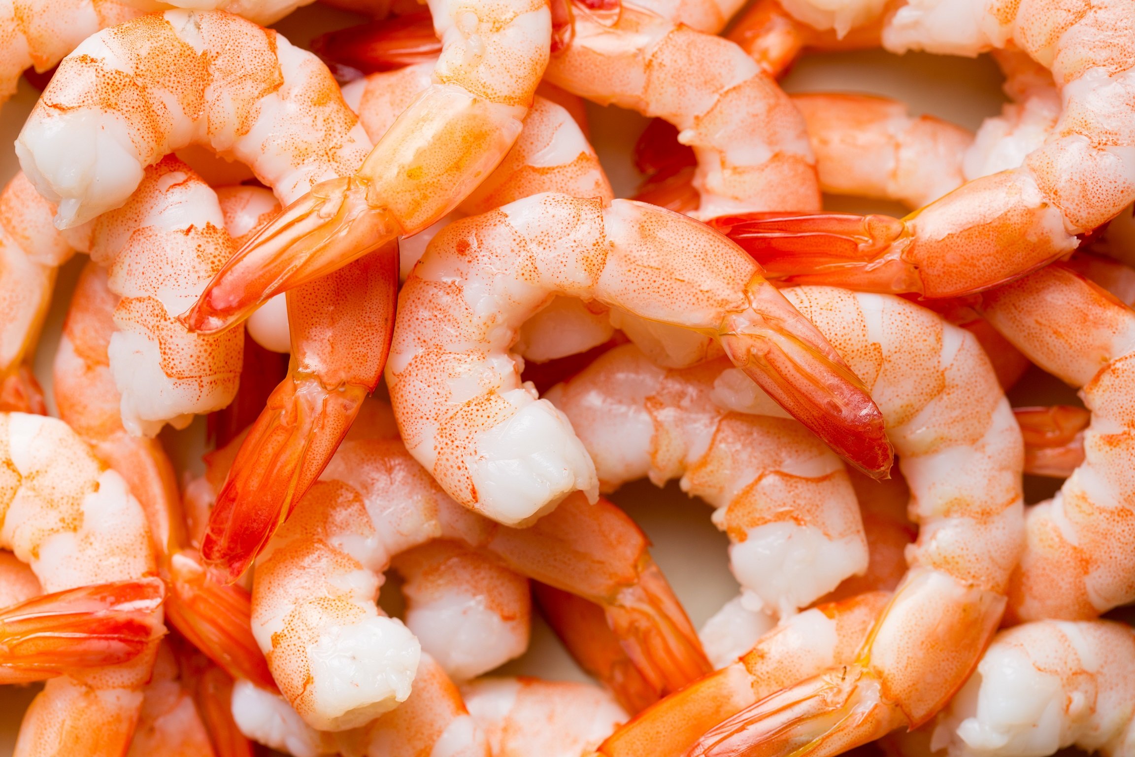 Argentine Shrimp (U-15 CT/LB)